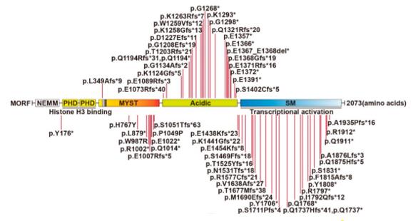 Fig. 1 Cartoon Depiction of KAT6B Germline Mutants in Intellectual Disability.