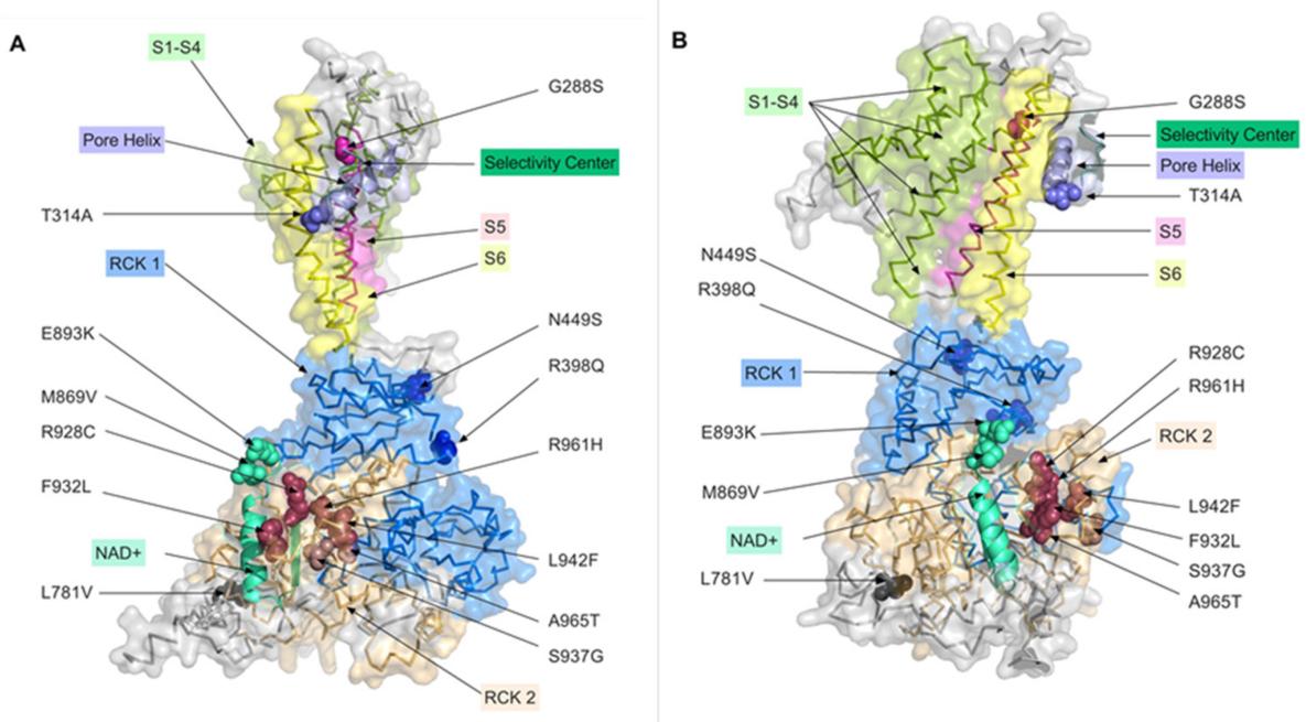 Fig. 1:Distribution of the studied mutations on the 3D model of the KCNT1 channel.