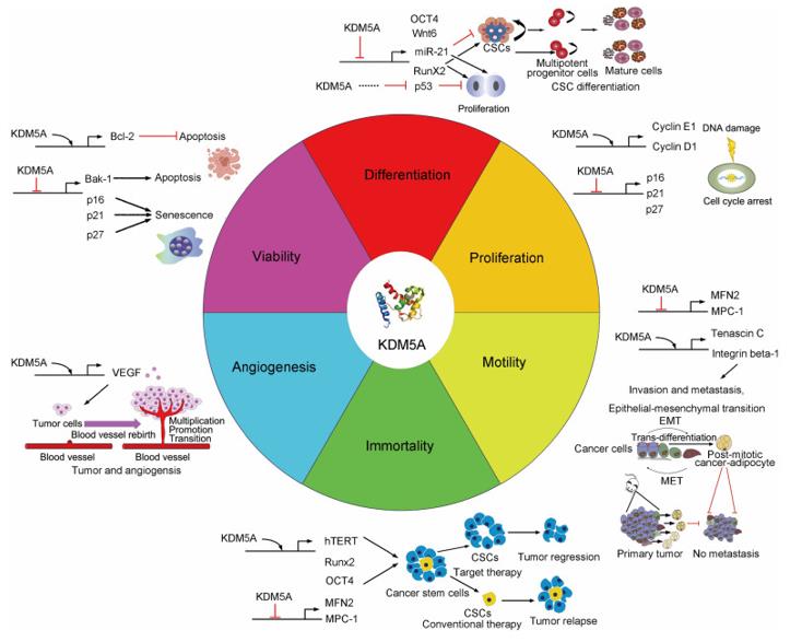 Fig. 1 The biological function and action mechanism of KDM5A