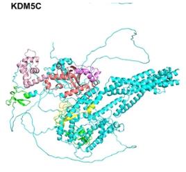 Fig. 1 KDM5C structure.