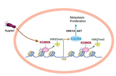 Fig. 1 Mechanism of KDM6M in Gastric Cancer Development