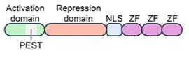 Fig. 1 A diagram depicting the main domains in the KLF4 protein.