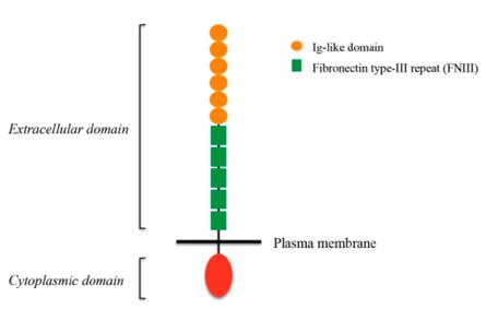L1CAM structure.