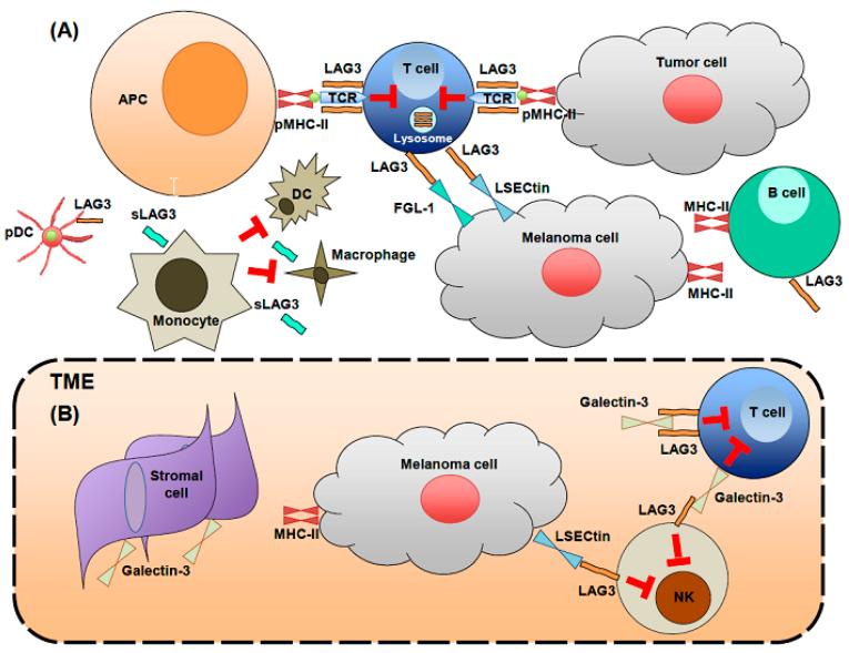 Fig. 1:LAG3 on immune cells.