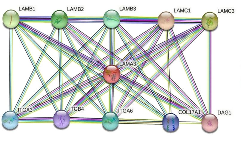 Fig. 1：Lama3 interaction genes (PPI).