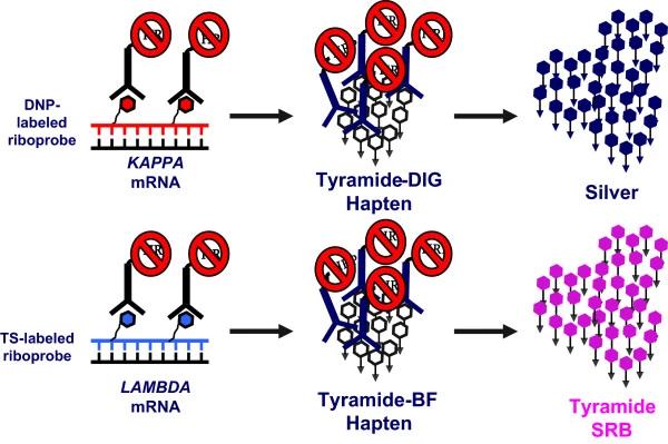 Fig. 1:Lambda Light Chain Expression in Hematogones: A Diagnostic Challenge.