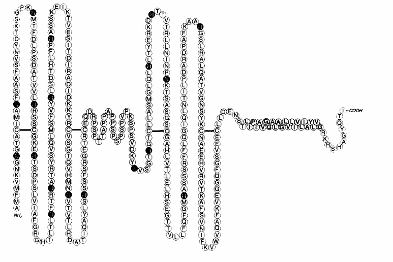 Fig. 1:Schematic model of h- lamp-1 polypeptide.