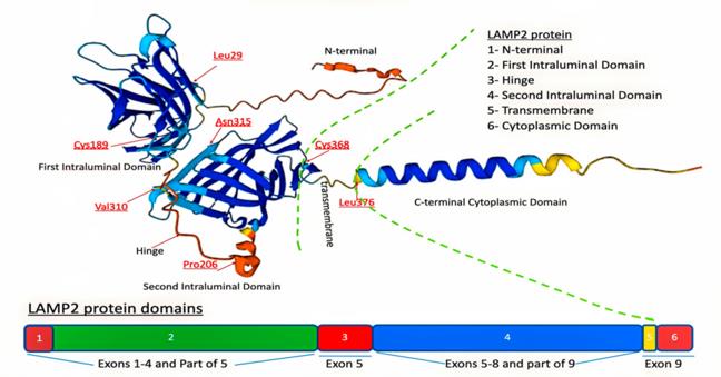 Fig. 1 LAMP2 protein and domains