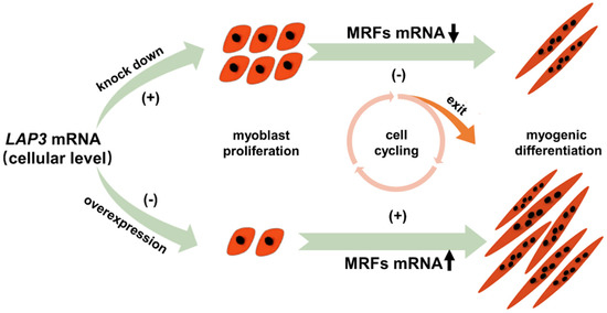 Fig. 1:Myoblast proliferation and differentiation upon LAP3 modulation.