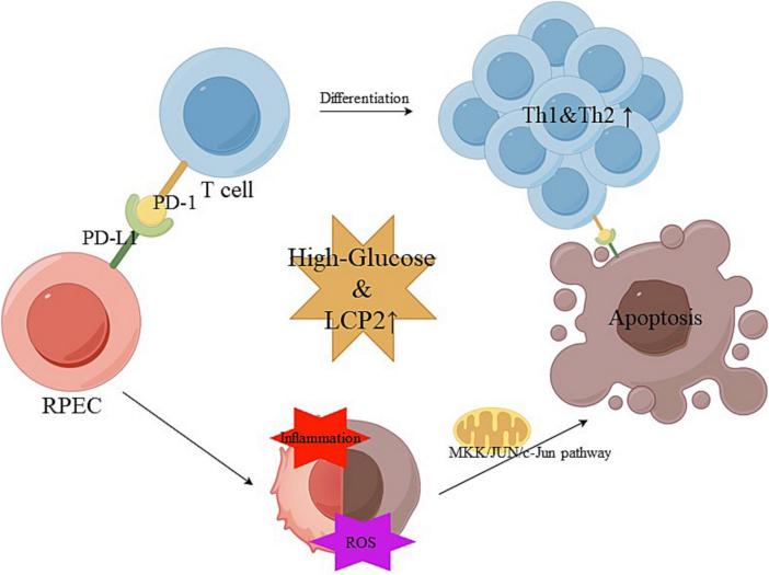 Fig. 1:LCP2 mechanisms in diabetic retinopathy.