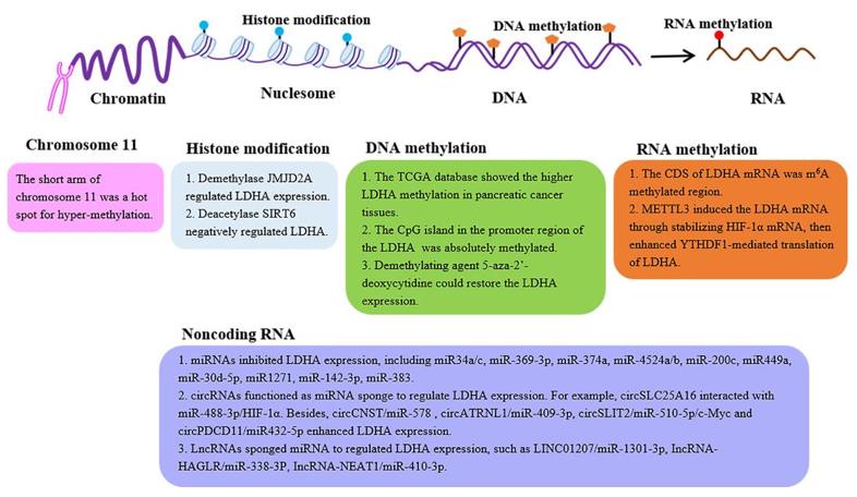 Fig. 1 The epigenetic regulation of the LDHA expression.