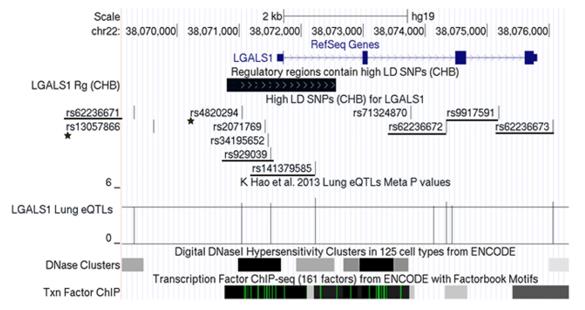 Fig. 1 The genetic architecture of LGALS1 gene