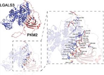 Fig. 1 The molecular docking of Lgals3 and PKM2.
