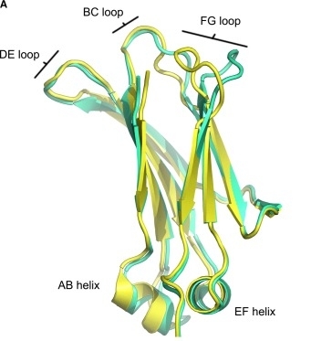 Fig. 1:Overall structure of the IgG1 (yellow) and IgG4 (green) Cγ2 domain.
