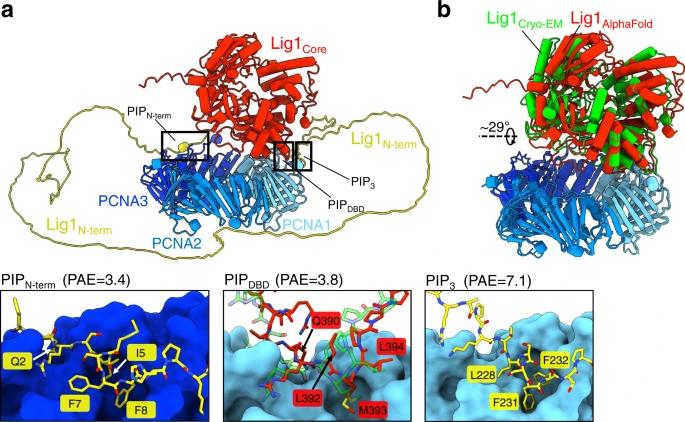 Fig. 1:AlphaFold prediction of the Lig1–PCNA complex.