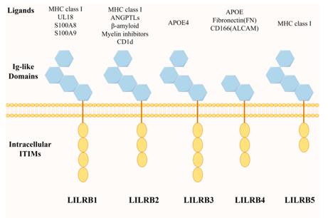 Fig. 1 LILRB family member structures and their ligand molecules