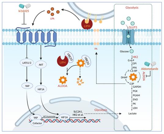 Fig. 1 LIPH promotes pancreatic cancer via LPA signaling and ALDOA stabilization