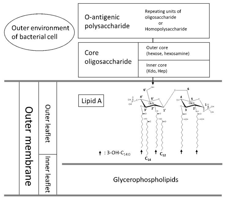 Fig. 1:Outer membrane and chemical structure of lipid A region with the numbering of carbon atoms in the glucosamine–disaccharide backbone.