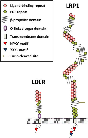 Fig. 1:Schematic diagram of domain structure for LRP1 and LDLR.