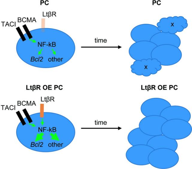 Fig. 1:Model for LTβR over-expression effect on PC accumulation.