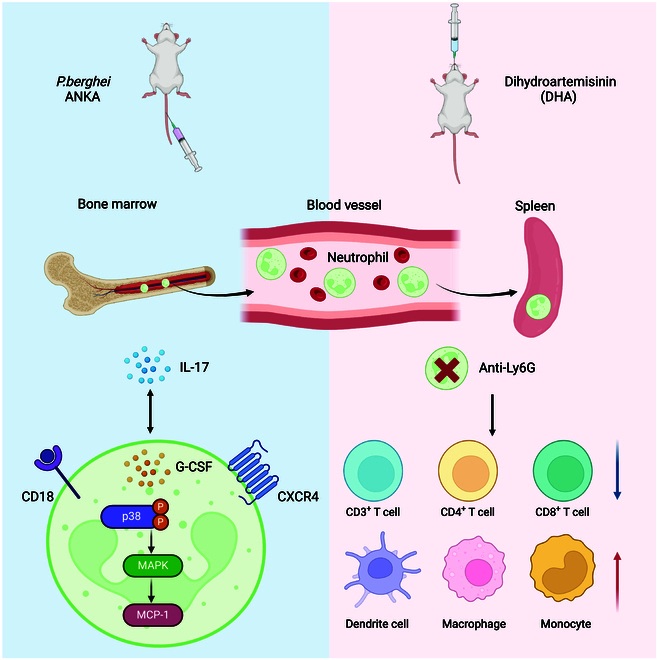 Fig. 1:Ly6G+ neutrophils and IL-17+ T cells defend against Plasmodium.