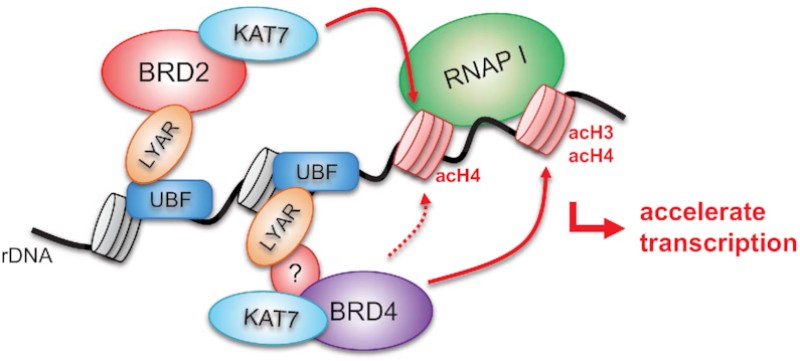 Fig. 1:LYAR Recruits BRD2-KAT7 to Drive rDNA Transcription.