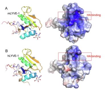 X-ray crystallographic structures of unbound mLYVE-1 and hLYVE-1 HABDs.