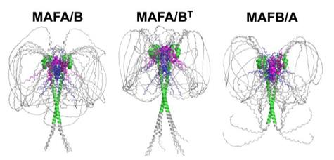 Fig. 1 The models for the MAFA/B (left), MAFA/BT (center), and MAFB/A (right) chimeras.
