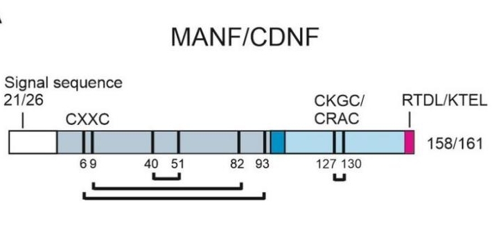 Fig. 1:Human MANF and CDNF proteins' structure.