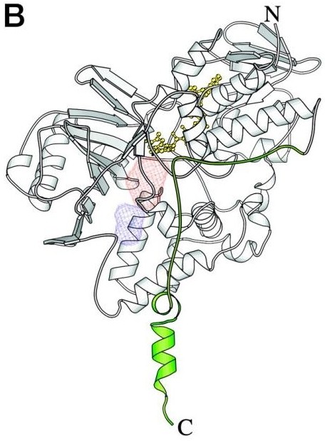 Fig. 1:overall structure of human MAOB.