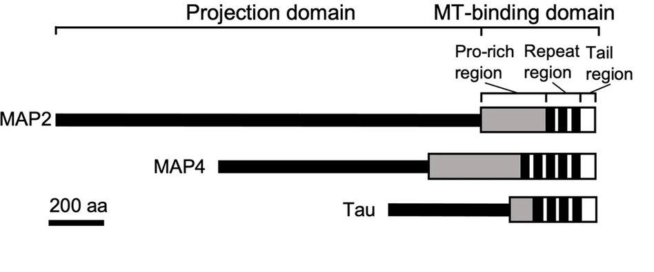 MAP2, MAP4, and Tau Protein Structures.