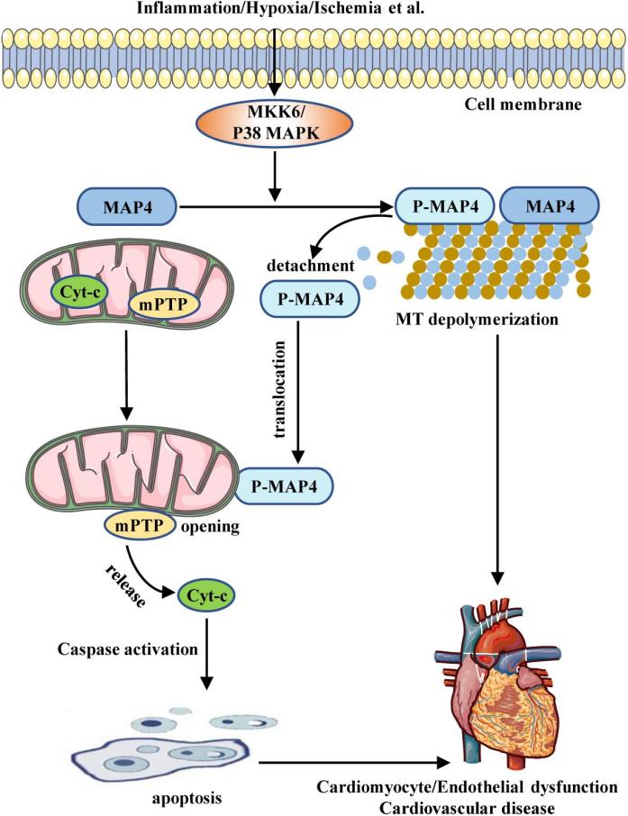 Fig. 1:Schematic illustrating the role of MAP4 in CVD.