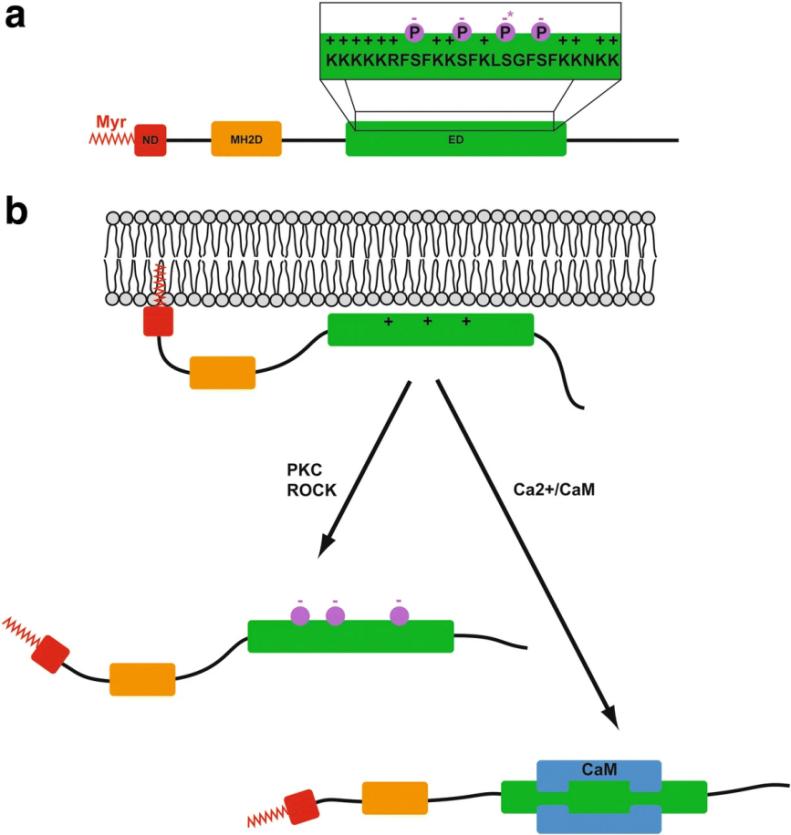 MARCKS protein structure and electrostatic switch.