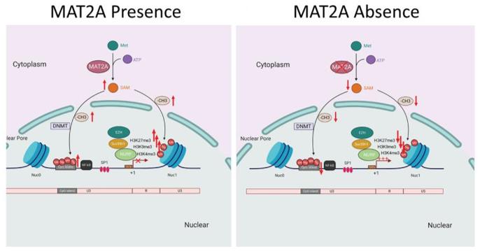 Fig. 1 Schematic diagram showing the role of MAT2A in the regulation of HIV-1 latency.