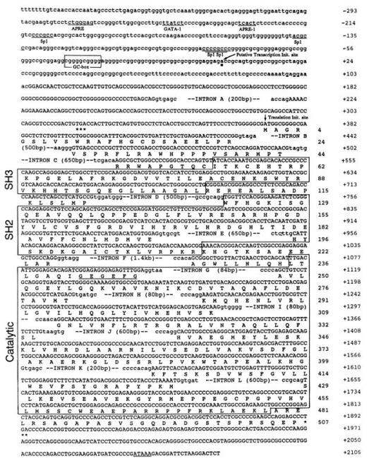 Fig. 1:Human MATK gene' nucleotide and deduced amino acid sequence.