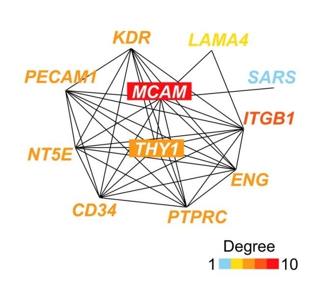 Fig. 1:Network of the top 10 genes correlated with MCAM.