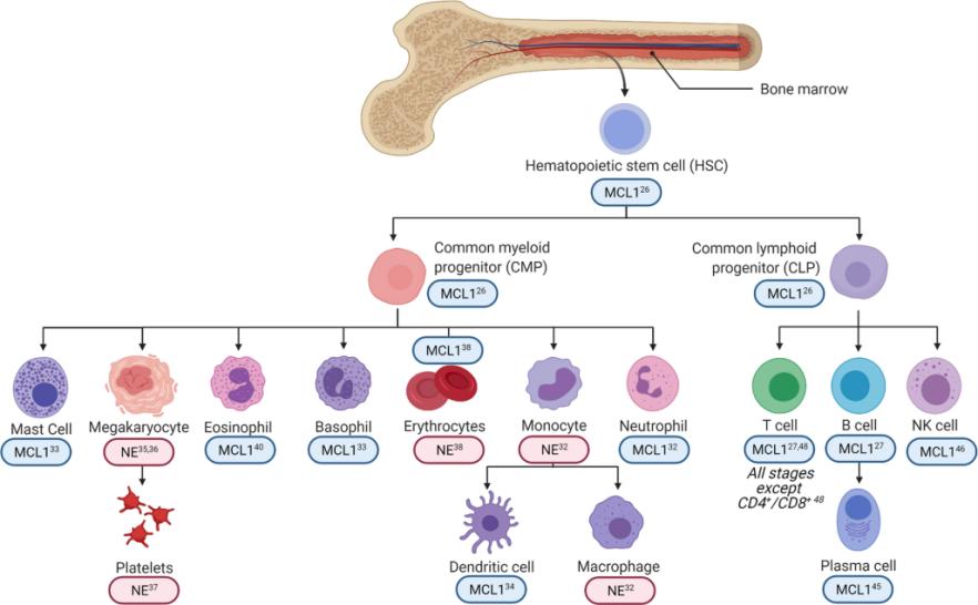 Fig. 1:MCL1 differentially regulates hematopoietic cell survival and differentiation.
