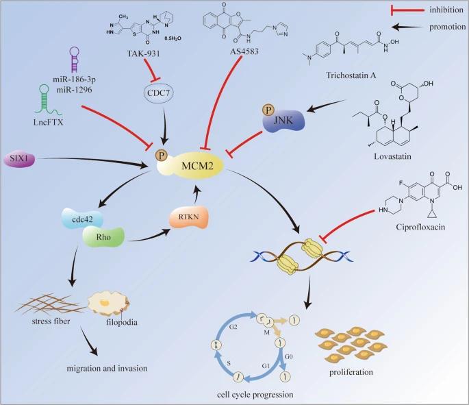 Fig. 1:Potential mechanisms of MCM2 in promoting cancer progression.