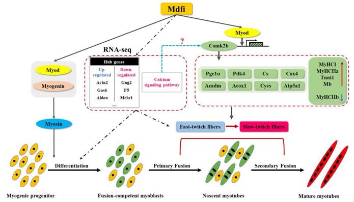Fig. 1 Mdfi Promotes Myogenic Differentiation and Fast-to-Slow Fiber Switching in C2C12 Cells. (OA Literature)