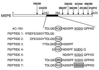 Primary structure of human MEPE.