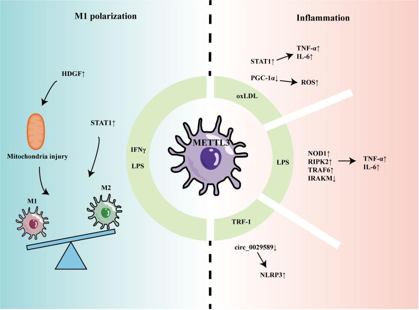 Fig. 1:The role of METTL3 in regulating macrophage inflammation and polarization.
