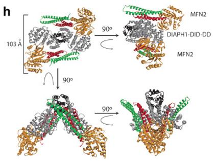 Fig. 1 Representative ribbon model of the docked MFN2 (OA Literature)