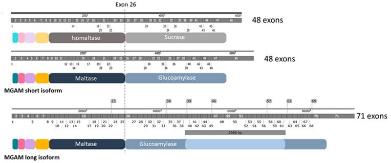 Fig. 1 Structural features and protein characterization of SI and MGAM.