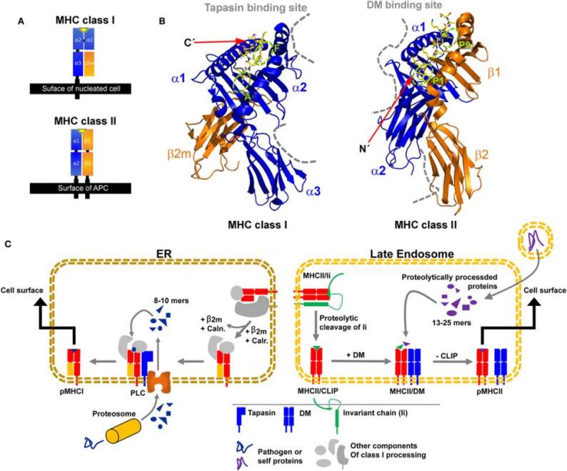 Fig. 1:Structural characteristics of major histocompatibility complex (MHC) class I and MHC class II proteins.