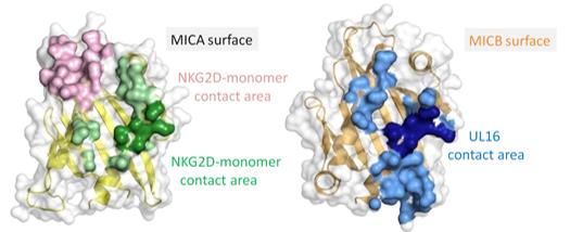 Fig. 1 Comparative Structures of the MICA and MICB α1α2 Platform Domains.