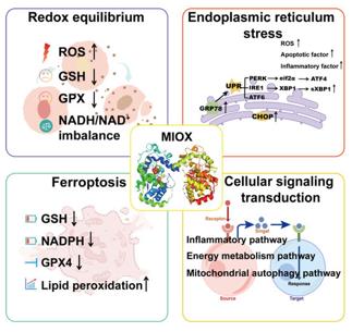 The function of MIOX.