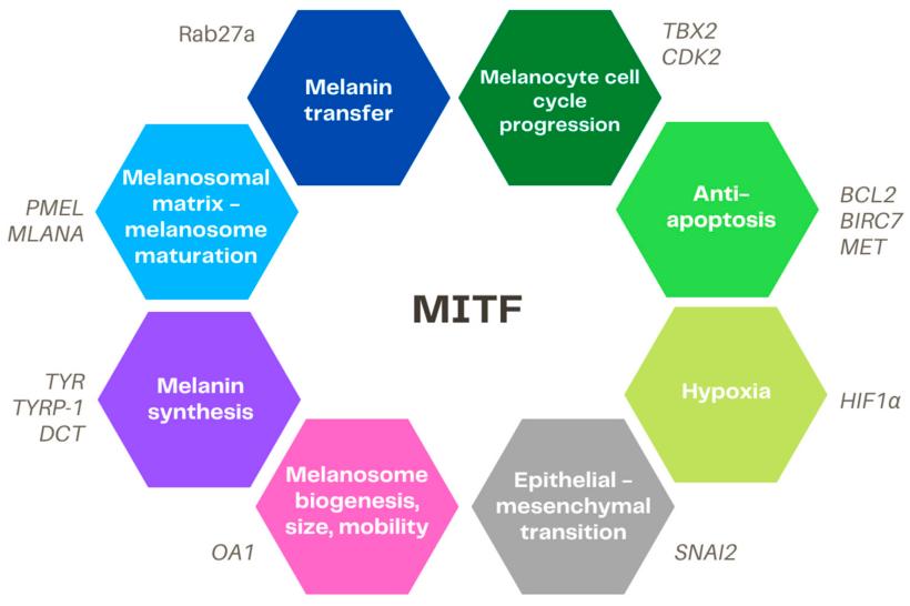Overview of the main targets of MITF.