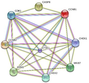 Fig. 1 Interactions between MKI67 and eight genes related to P53 signaling pathway.