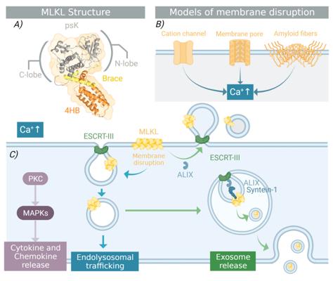 Fig. 1 Structure and function of MLKL (OA Literature)