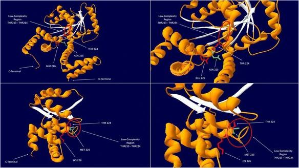 Fig. 1:MMAA Protein Structure and the p.N225M Mutation.